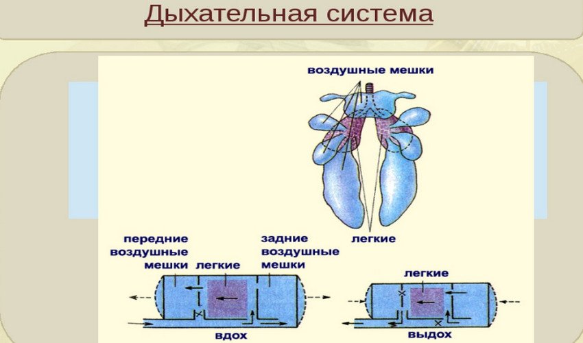 как выглядит мозг курицы. Смотреть фото как выглядит мозг курицы. Смотреть картинку как выглядит мозг курицы. Картинка про как выглядит мозг курицы. Фото как выглядит мозг курицы
