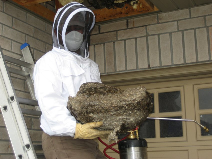 Видалення гнізда Видалення гнізда