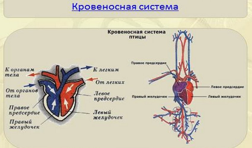 Внутреннее строение курицы фото