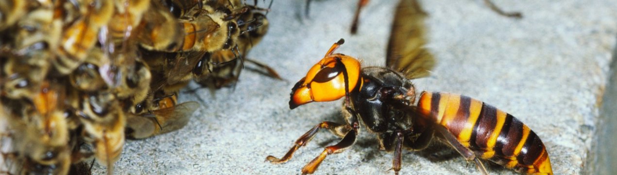 Де зимують оси і шершні?