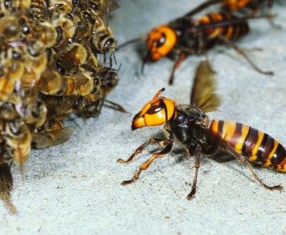 Де зимують оси і шершні?