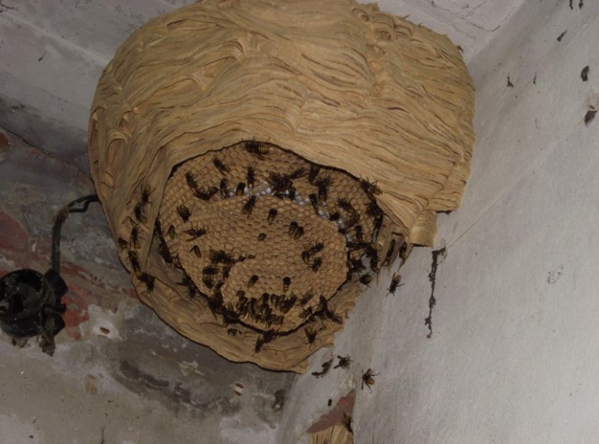 Гніздо шершнів