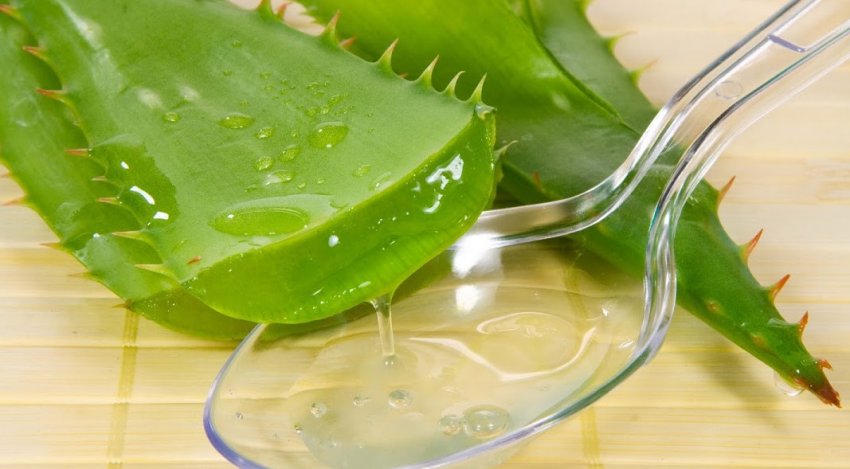 Народні засоби після укусу Народні засоби після укусу