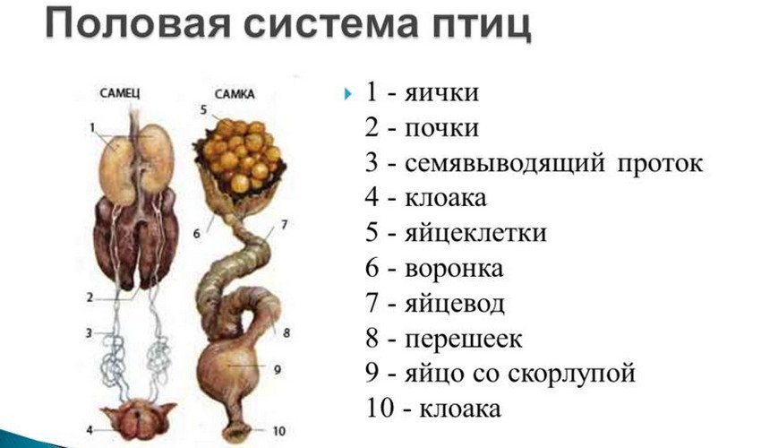 Куриный мозг фото