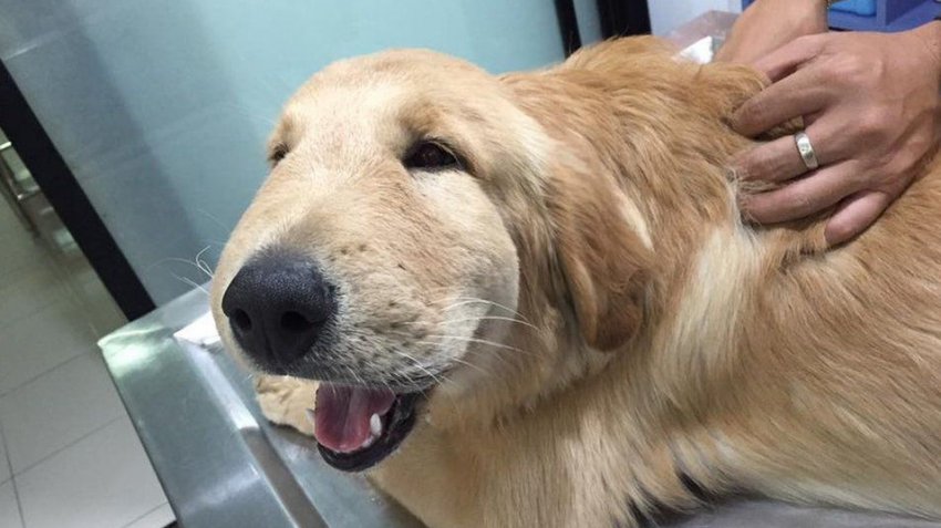 Укус шершня Укус шершня