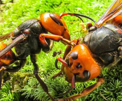 Опис гігантського азіатського шершня-вбивці