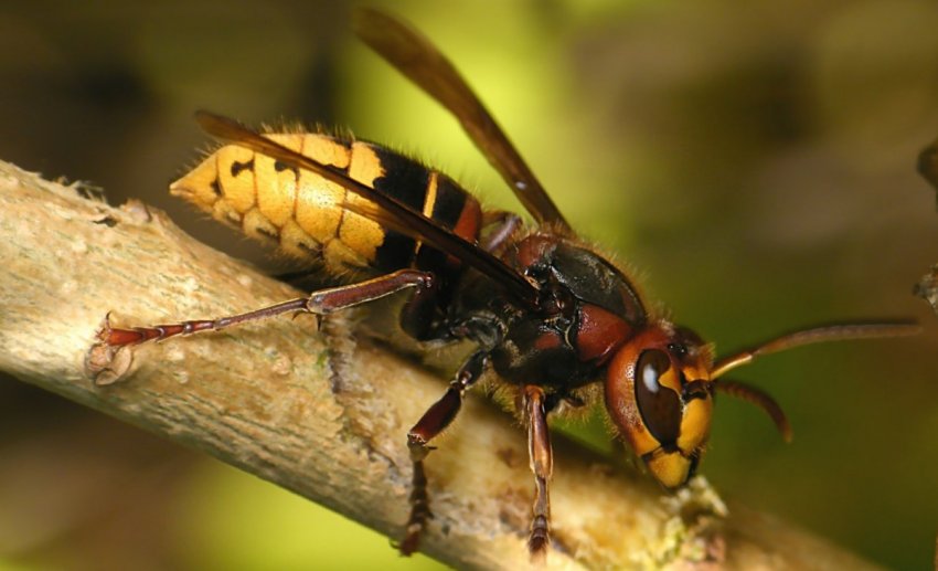 Азіатський шершень