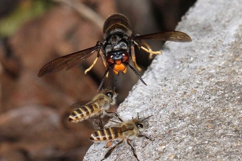 Азіатський шершень