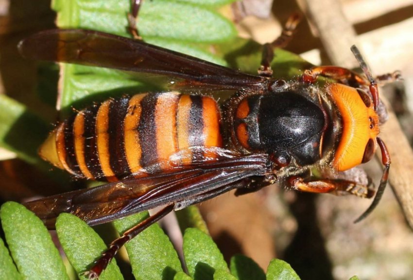 Небезпеку азіатського шершня