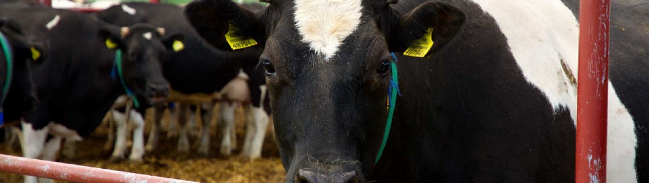 Хламідіоз великої рогатої худоби: симптоми та лікування