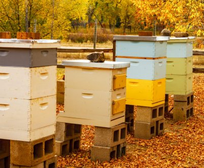 Вулики з пінополіуретану: особливості, як зробити своїми руками