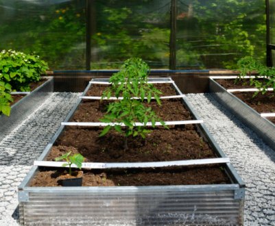 Як правильно розмістити грядки в теплиці?