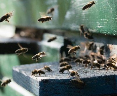 Бджолиний послід: лікувальні властивості, де використовується