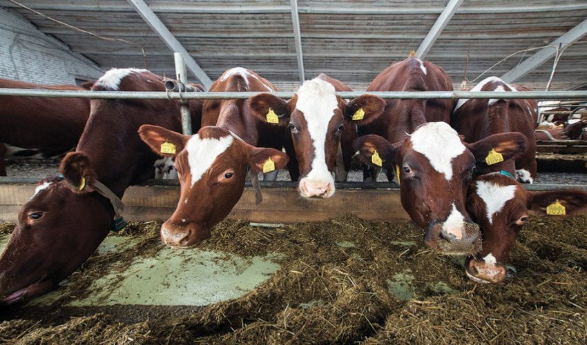 Хламідіоз ВРХ