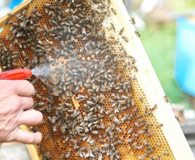 Як правильно обробити бджіл «Бипином»