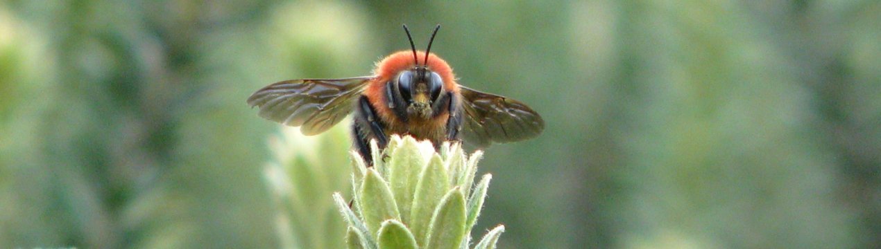 В унікальних волгоградських теплицях з клімат-контролем найняли на роботу джмелів