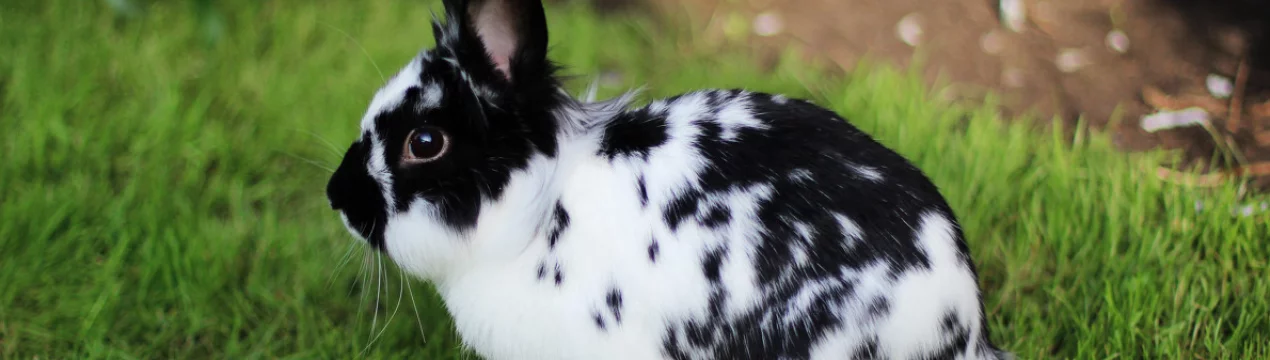 Мокроусый кролик RAS: назначение и описание, разведение и уход