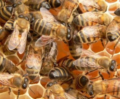 Спектр колірного зору у медоносної бджоли