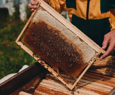 Скільки меду з одного вулика?