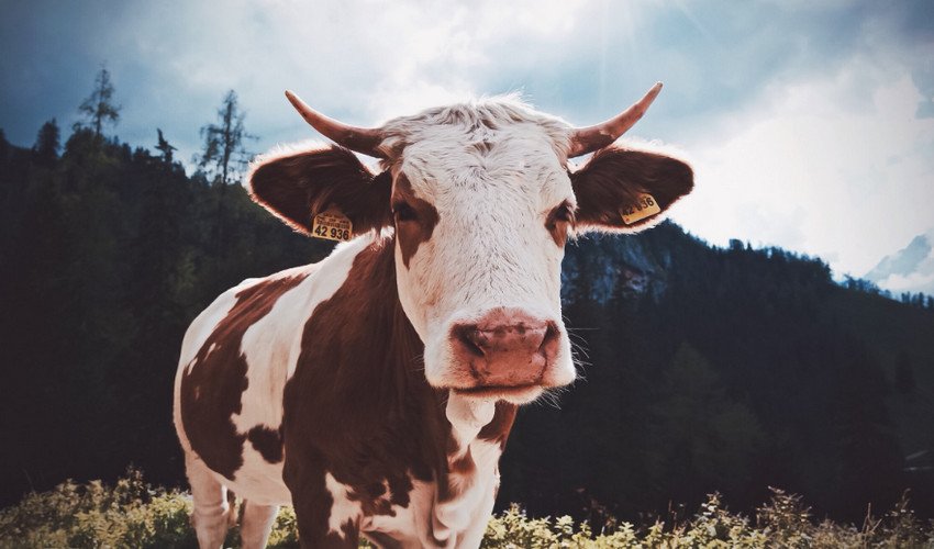 Хламідіоз ВРХ