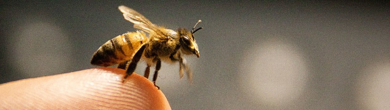 Що робити при укусі бджоли?