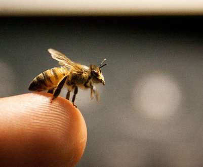 Що робити при укусі бджоли?