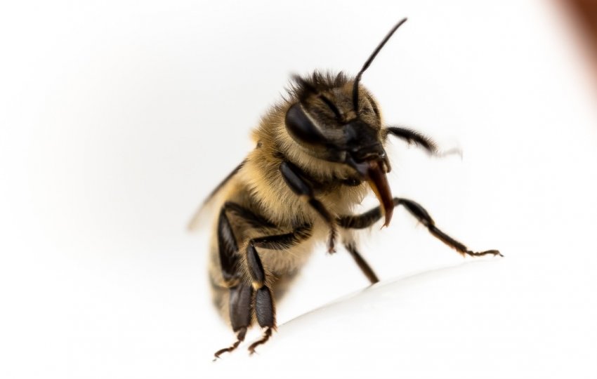 Бджола Бджола