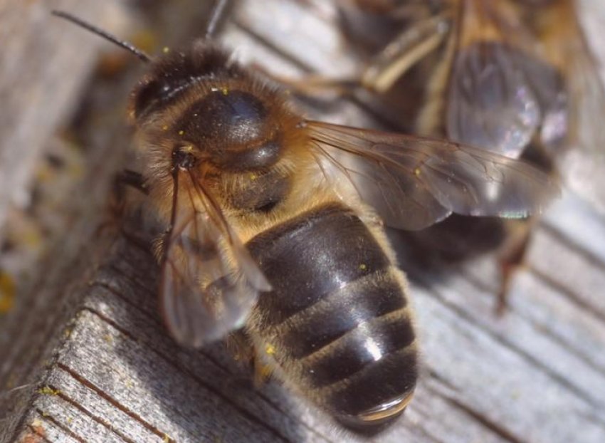 Середньоросійська Середньоросійська
