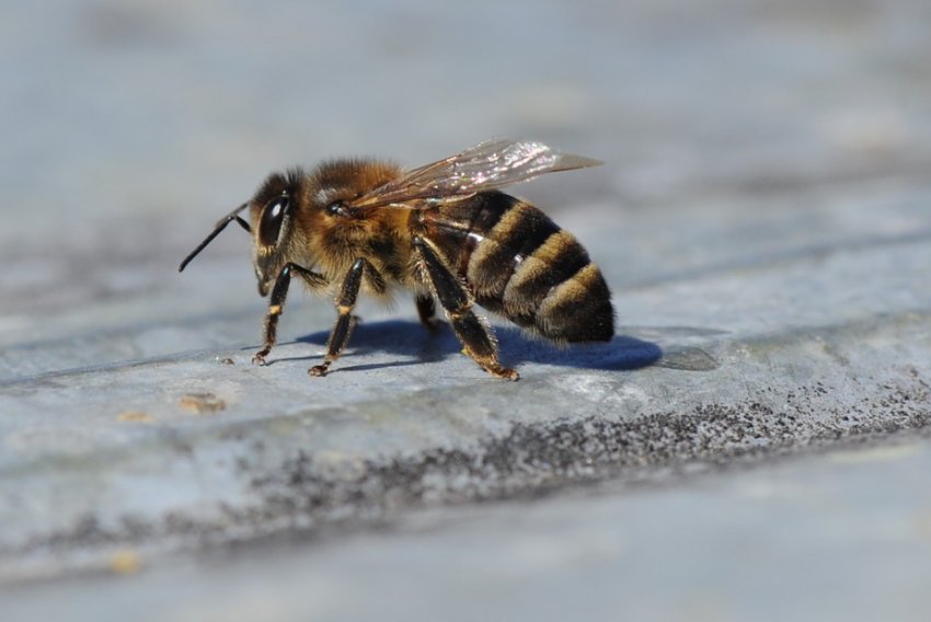 сіра Гірська кавказька сіра Гірська кавказька