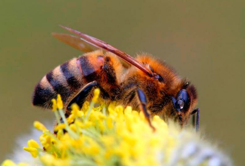 Кавказька жовта Кавказька жовта