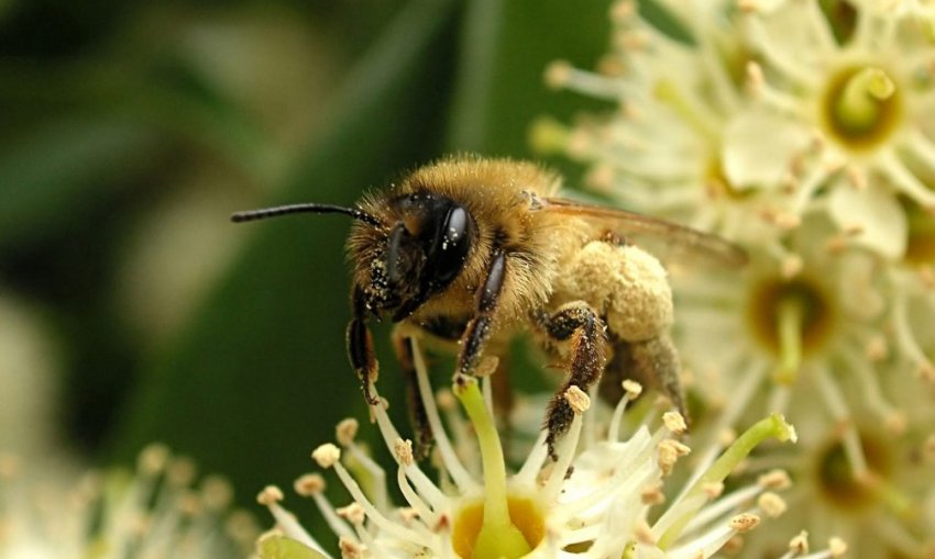 Карпатська Карпатська