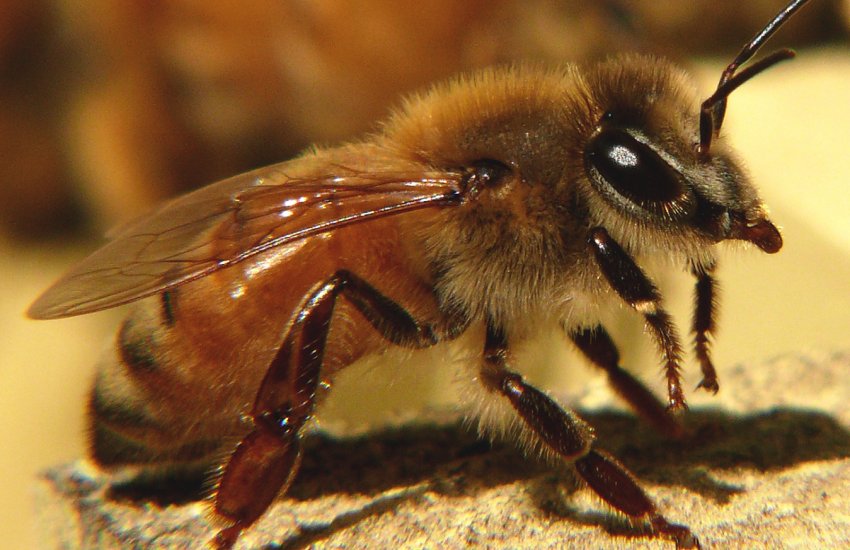 Італійська Італійська