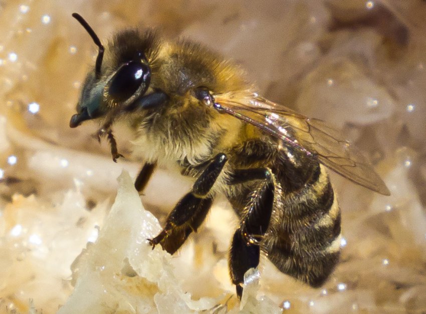 Країнська Країнська