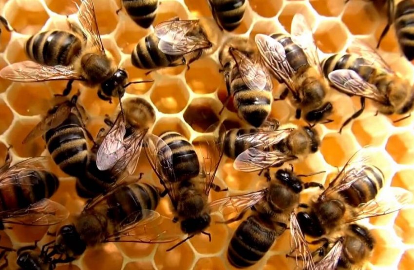 Далекосхідна Далекосхідна