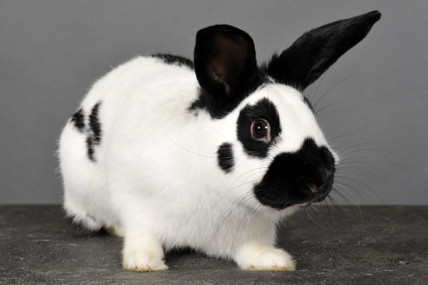 Метелик карликовий