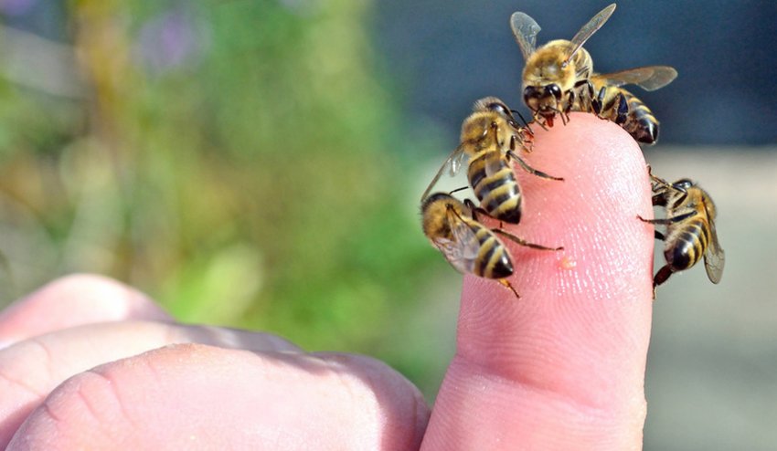 Бджоли Бджоли