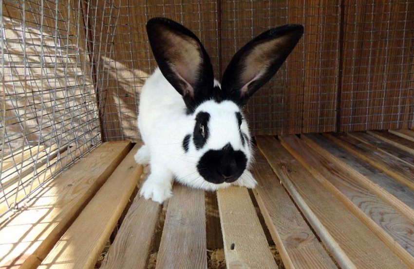 Велетень строкатий