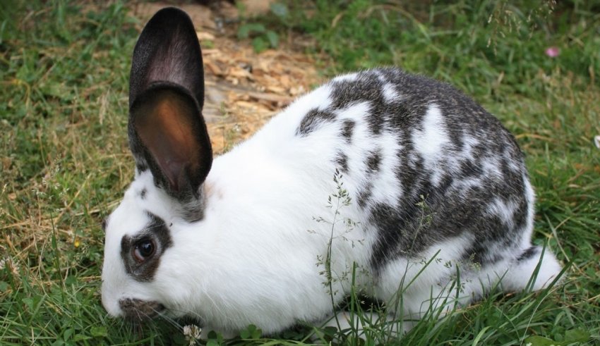 Метелик чеський