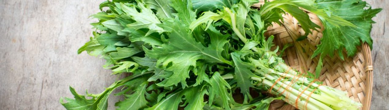 Особливості вирощування японської капусти