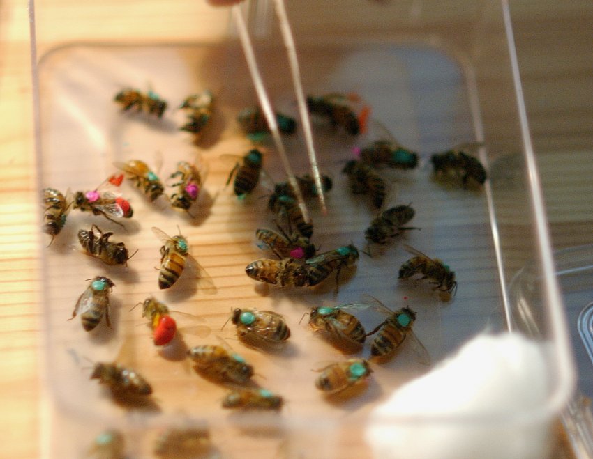 Як добути бджолина отрута