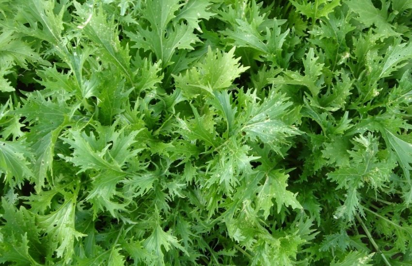 Мізунь Мізунь