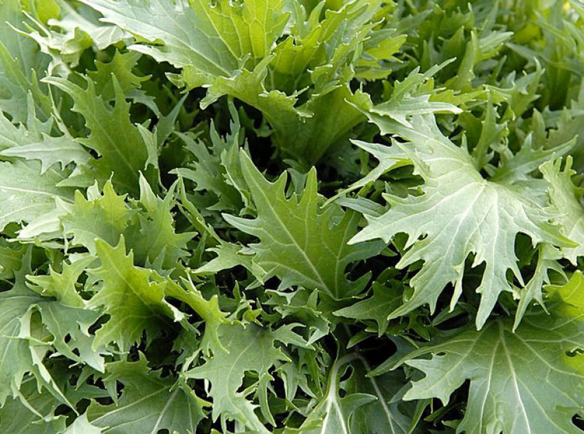 Піжон Піжон