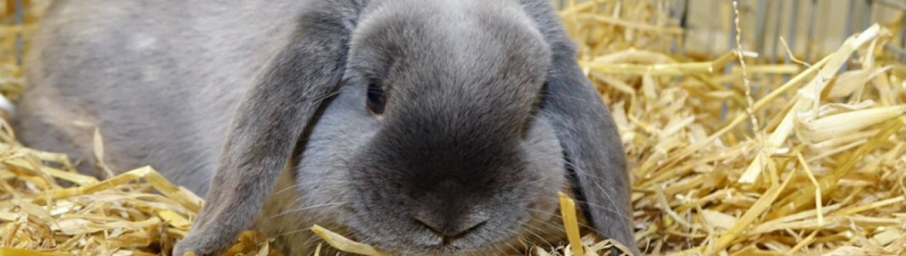 Кролик карликовий баран: опис породи, догляд та утримання