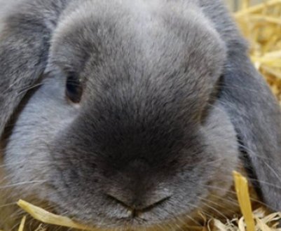 Кролик карликовий баран: опис породи, догляд та утримання