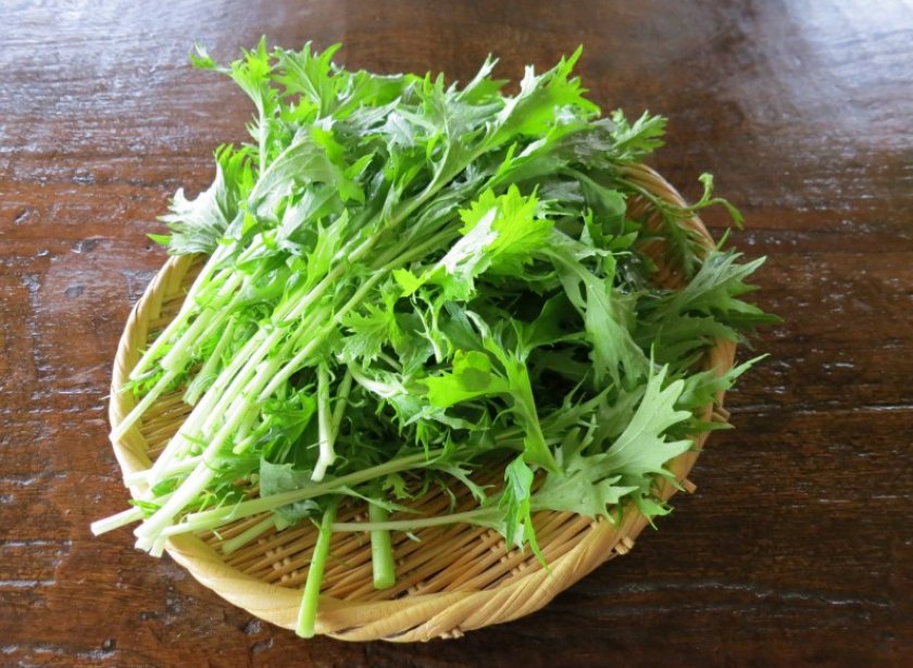 Лучшие сорта японской капусты для выращивания из семян