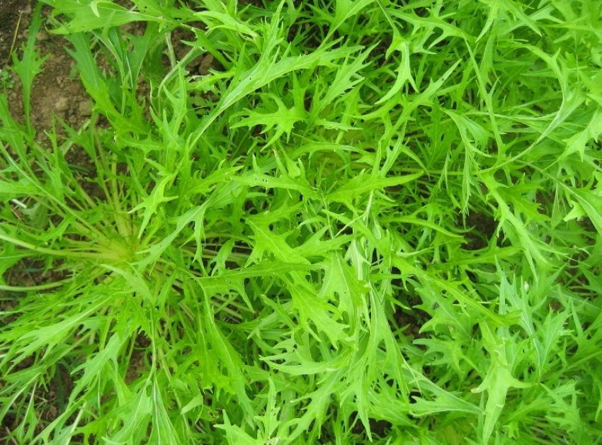 Смарагдовий візерунок Смарагдовий візерунок