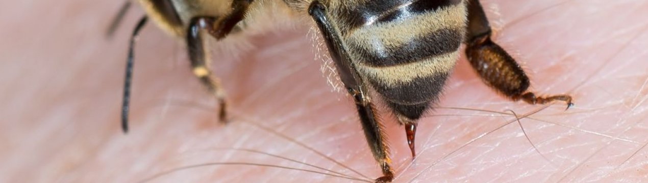 Бджолина отрута і способи його застосування