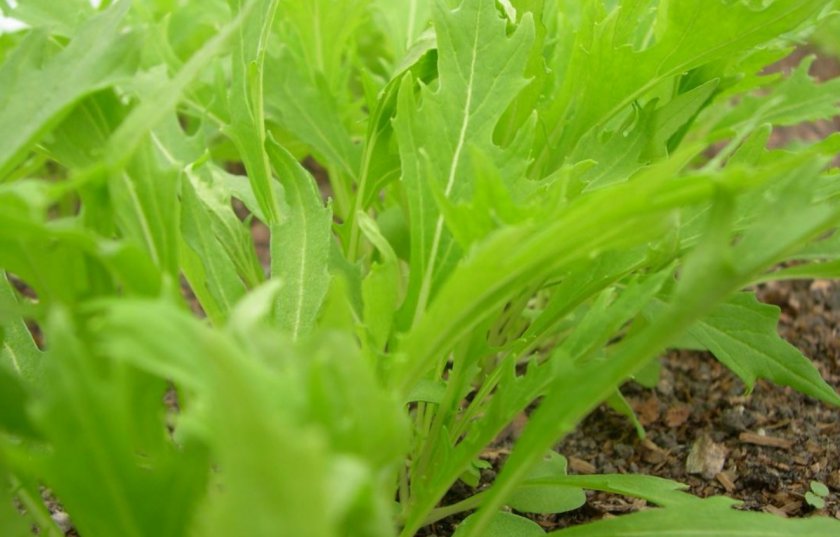 Лучшие сорта японской капусты для выращивания из семян