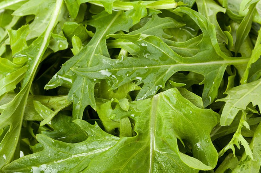 Японська капуста Японська капуста