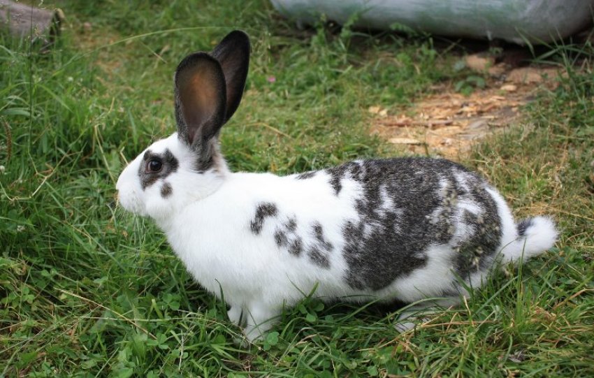 Кролик породи Метелик